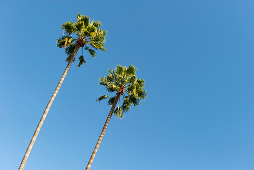 Low angle view of two palm trees and a clear blue sky