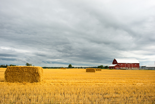 Wheat field in the evening in Ontario, Canada