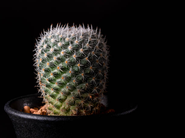istock Spot lit cactus in a pot - Mammillaria albilanata 1263704854
