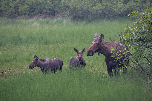 Moose family grazing in the rain in Alaska