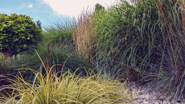 istock Colorful Garden Decorative Grasses 1263705976
