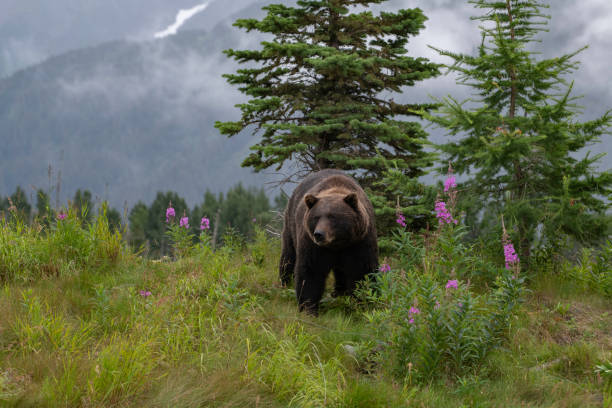 Grizzly bear on a hill top with flowers, clouds, mountains
