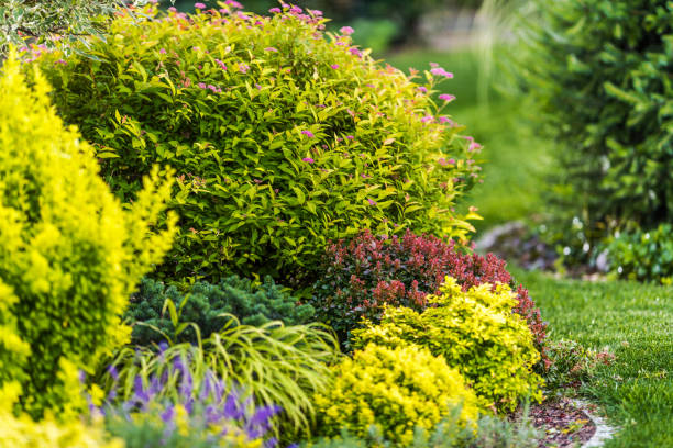 istock Backyard Garden Plants Close Up 1263706247