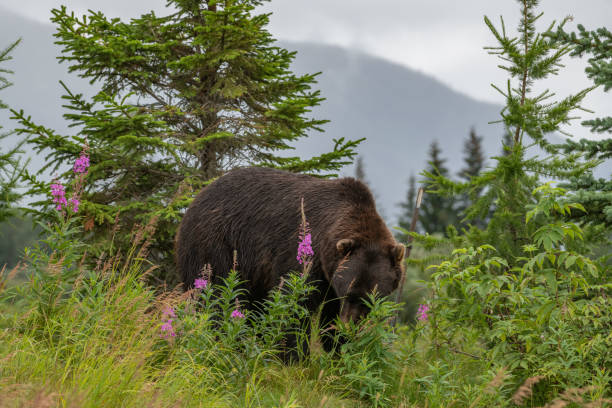 istock Grizzly bear on a hill top with flowers, clouds, mountains 1263706751