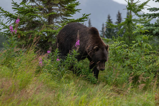 istock Grizzly bear on a hill top with flowers, clouds, mountains 1263706804