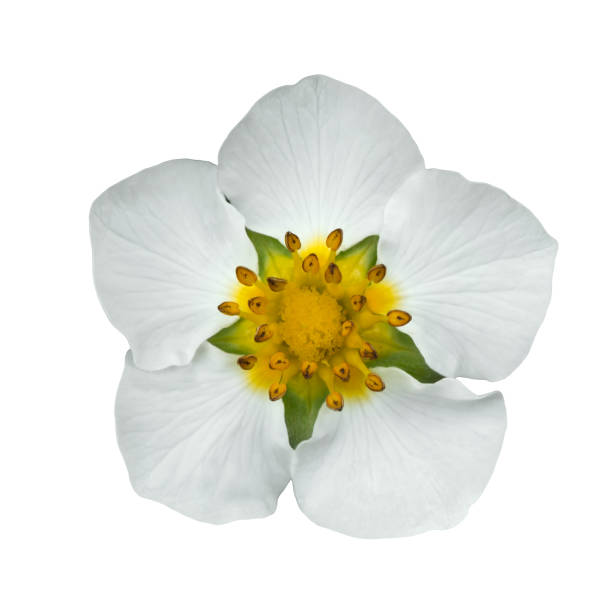 istock Strawberry flower isolated on white background close-up 1263706933