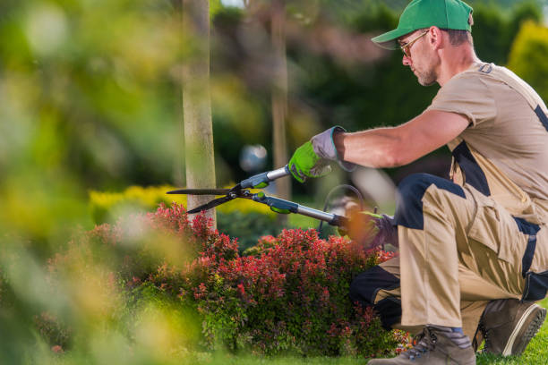 istock Garden Decorative Trees Trimming by Professional Gardener 1263706952