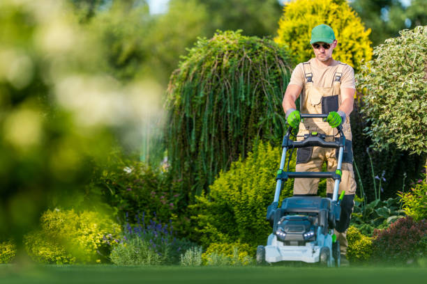 istock Beautiful Garden Backyard Grass Mowing 1263706965