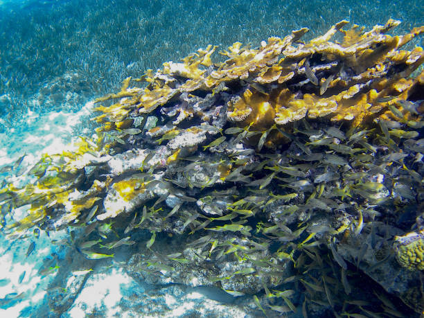Mesoamerican Barrier Reef
