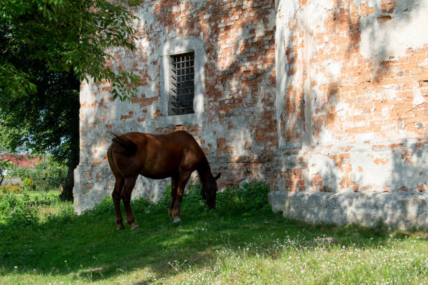 istock The horse grazes 1263709903