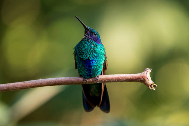 istock Amazilia Hummingbird resting on a branch 1263710077