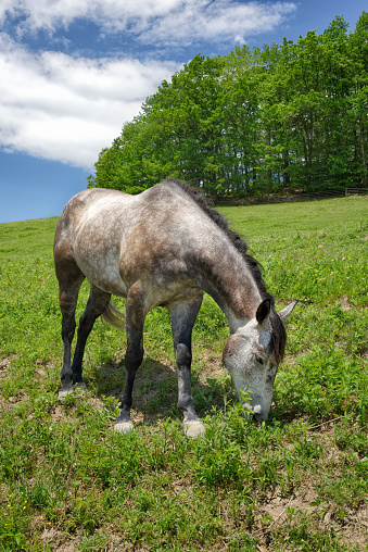 A dapple gray horse grazing in green grass on a scenic  hillside summer pasture.