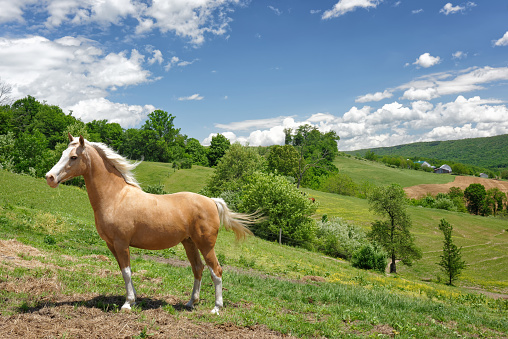 portrait of arabian foal among herbs. pasture. cloudy day