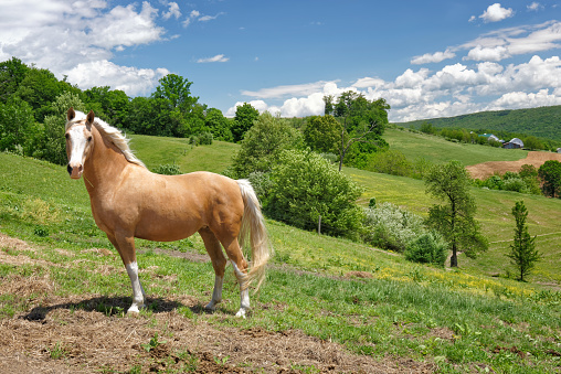 Palomino horse looking at camera, side view, standing in his summer pasture on rolling green hills.