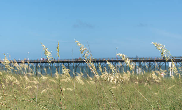 istock Fishing Pier Through Sea Oats 1263717367