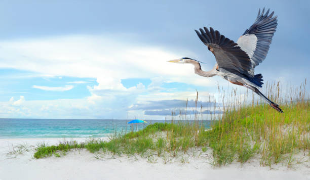 Close-up of a Great Blue Heron Taking Off From a White Sand Florida Beach Closeup of a Great Blue Heron Taking Off From a Beautiful White Sand Beach with Sea Oats on a Cloudy Day gulf of mexico photos stock pictures, royalty-free photos & images