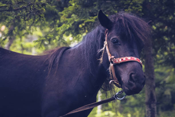 istock Horse in nature 1263720466