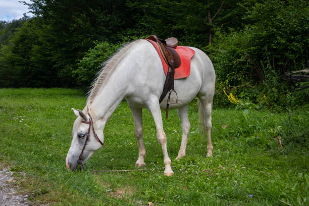 horse grazes the grass in the pine forest on a sunny summer day - serbia horse nature landscape imagens e fotografias de stock