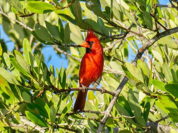 istock The Northern Cardinal 1263722606