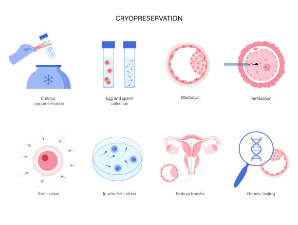 인간의 불임 - human fertility artificial insemination embryo human egg stock illustrations