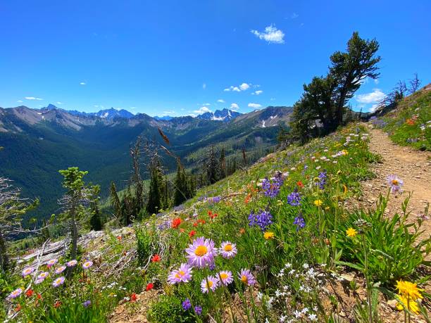 istock Trail in the North Cascades 1263732336