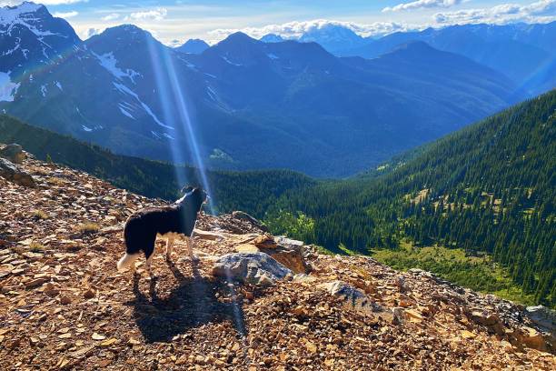 Dog on Trail stock photo