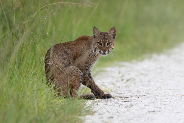 Bobcat Bobcat wildcat animal stock pictures, royalty-free photos & images