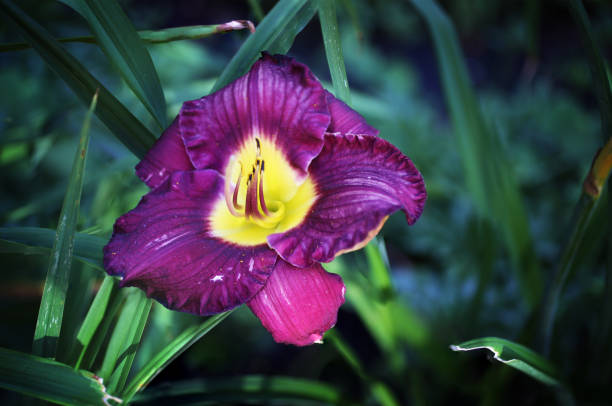 istock Purple summer lilys 1263738636