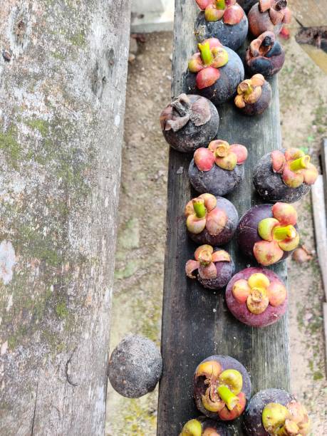 istock mangosteen on wooden background 1263742835
