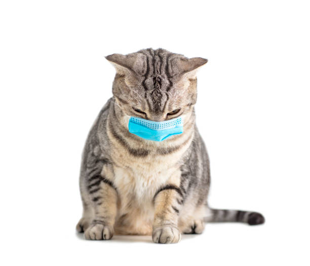 istock stressed Cat in a medical mask. Protective face mask for animals. 1263742836