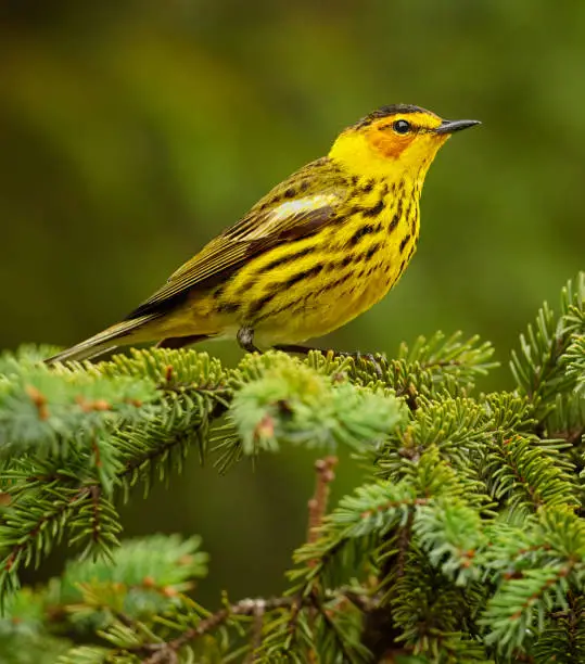 A Cape May Warbler on his nesting territory, northern Minnesota.