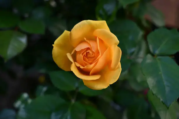 Photo of Yellow roadster starting to open