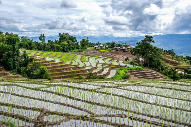 istock Rice terraces on the mountains 1263751392
