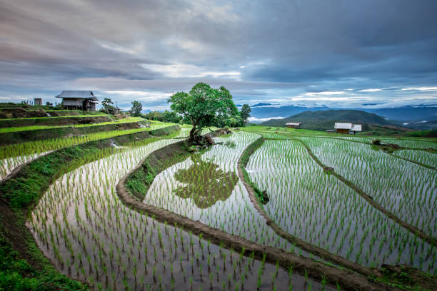 istock Rice terraces on the mountains 1263751901