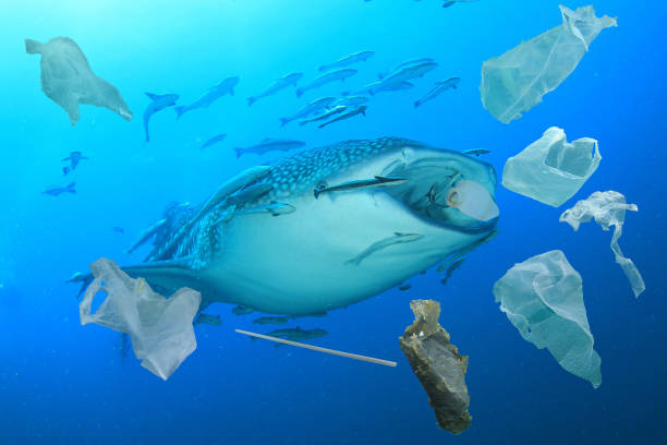 istock Underwater image of whale shark and plastic pollution 1263751973