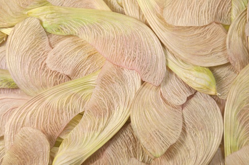 A close up view of the seeds from a silver maple tree. These seeds whirl like a helicopter when they fall.