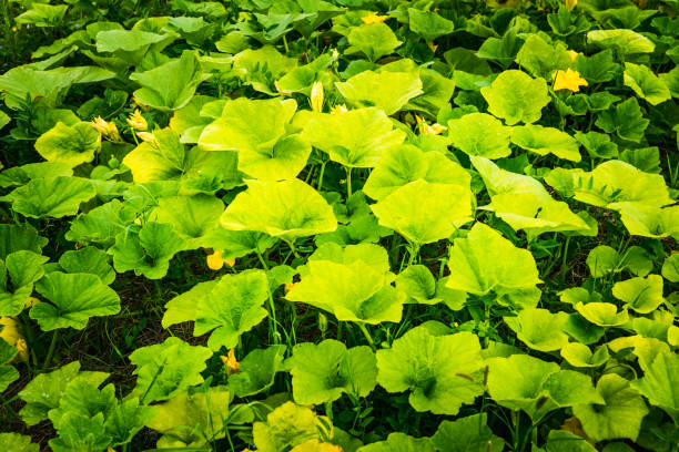 Squash yellow blossom in the garden. Shallow depth of field.