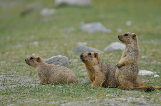 Himalayan marmot beavers in alpine grasslands Three cute Himalayan marmot beavers playing outside their burrows in alpine grasslands sabby stock pictures, royalty-free photos & images