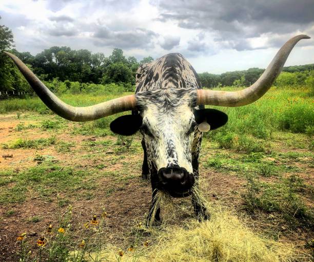 regard de bouvillons de longhorn - texas texas longhorn cattle bull landscape photos et images de collection