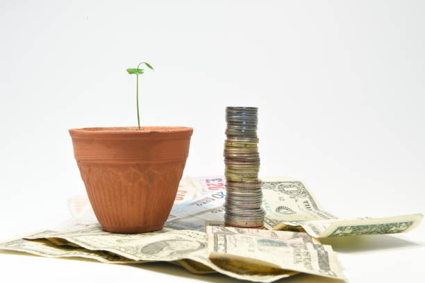 Grow your money and wealth A small plant growing inside a pot besides a stack of money sabby stock pictures, royalty-free photos & images