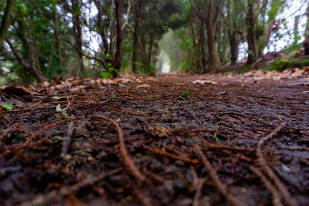 istock Walking track around Lake Okareka from ground level perspective 1263761483