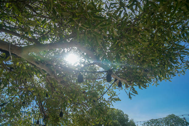 rami di alberi verdi con la luce del sole arrivano a mezzogiorno - noontime foto e immagini stock