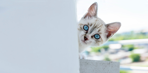 Cute adorable tabby kitten with blue eyes peeks around the corner