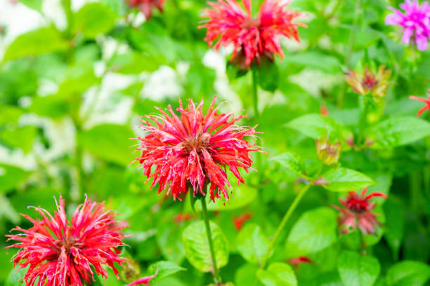 istock Crimson beebalm (Monarda) growing in the garden 1263764622