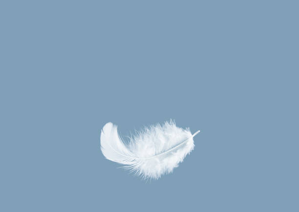軽いふわふわの白い羽がコピースペースで空中に浮かんでいます。羽の抽象的な自由の概念の背景。 - floating bird ストックフォトと画像
