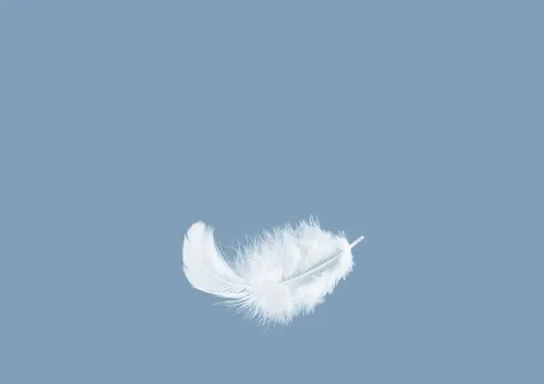 Light fluffy a white feather floating in the air with copy space. Feather abstract freedom concept background.