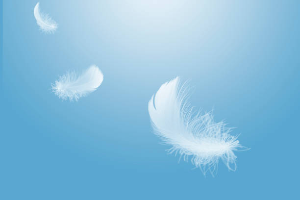 istock Light fluffy a white feather floating in the sky. Feather abstract freedom concept background. 1263770359