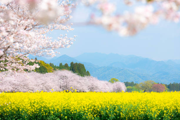 満開の桜と菜の花。宮崎県誠市の「里原」の墳塚。 - 郊外 ストックフォトと画像