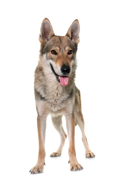istock czechoslovakian wolf dog 1263770717