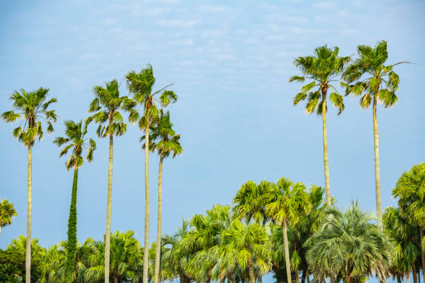 Palm trees on the coast of Aoshima, Miyazaki City, Miyazaki Prefecture, Japan Palm trees on the coast of Aoshima, Miyazaki City, Miyazaki Prefecture, Japan miyazaki prefecture stock pictures, royalty-free photos & images